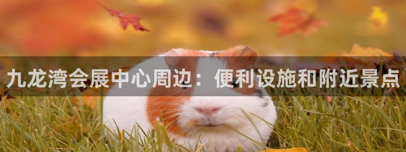 果博平台真实吗安全吗可信吗是真的吗：九龙湾会展中心周边：便利设施和附近景点